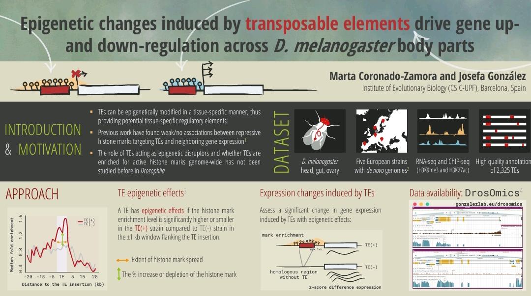 Do you want to know about the epigenetic effects of TEs🧬 in gene expression in Drosophila🪰 body parts? Come to see my poster #480 tomorrow at S. Paolo Cloisters! #SMBE2023