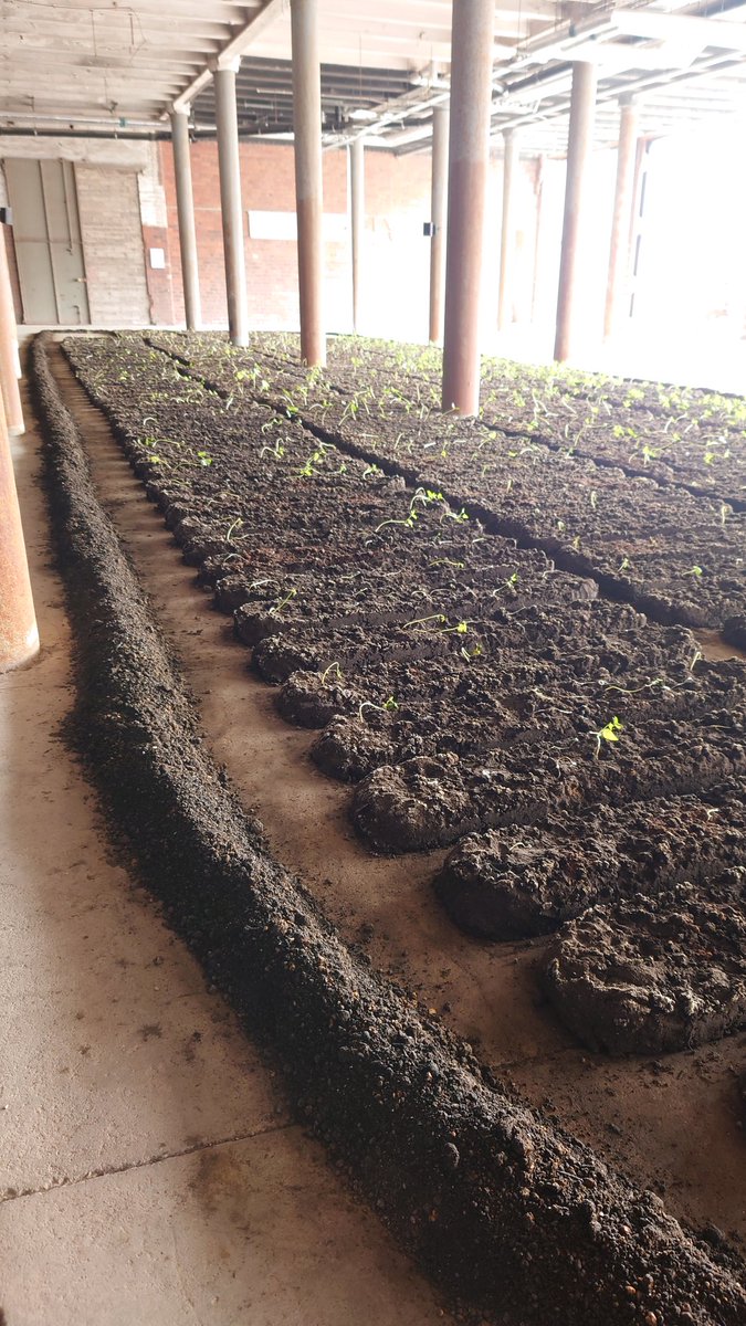 A rainy trip to Liverpool Biennial and loved Binta Diaw's Chorus of Soil, a powerful message that echoes the city's colonial legacy, the rain splashing against the warehouse windows even added to the atmosphere