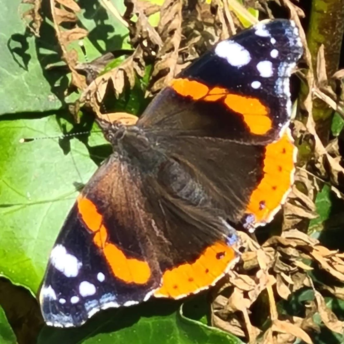 If you look hard enough you will always discover things to make you smile, such as this Red Admiral I snapped whilst sunning itself.