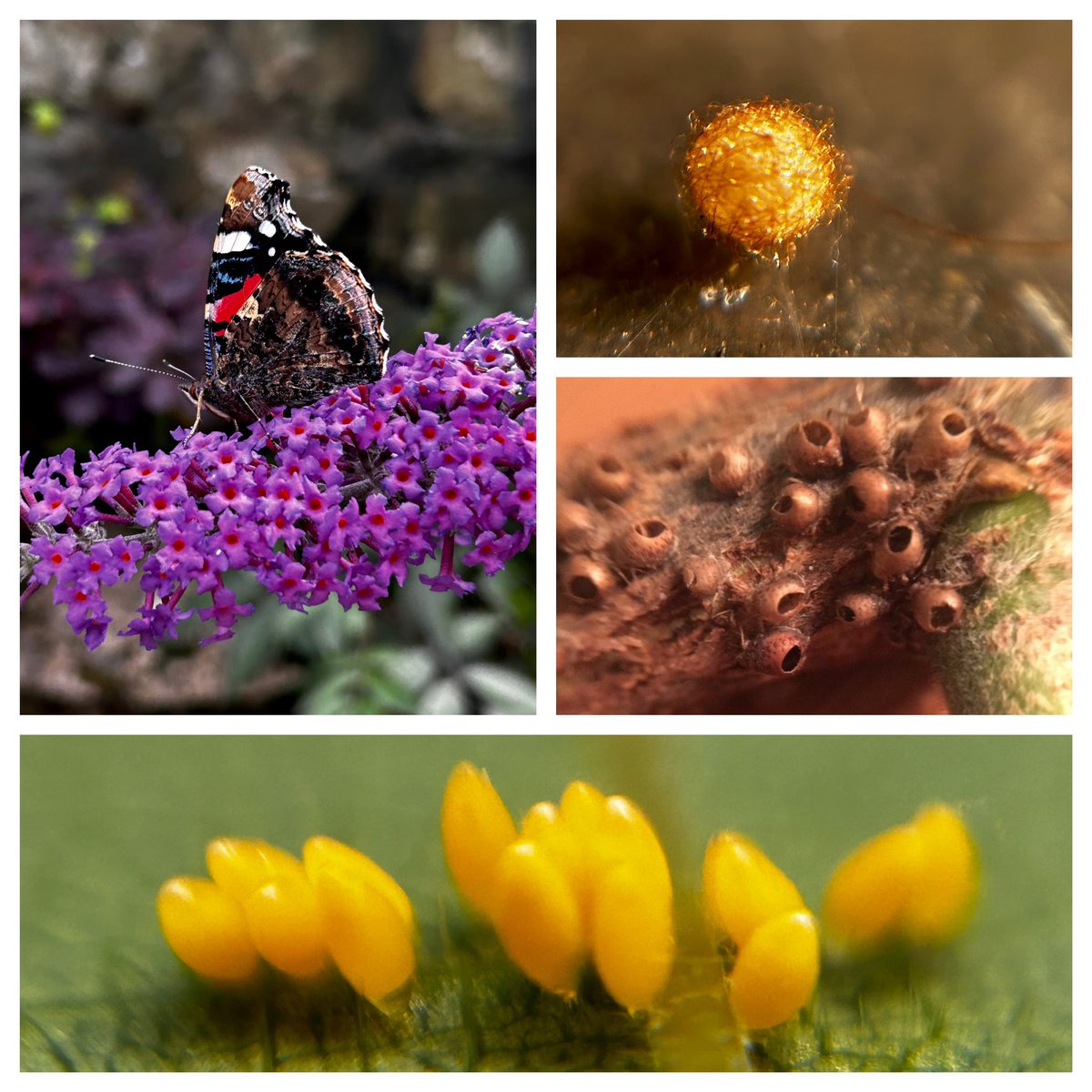 lilacpatsy's tweet photo. Insect day! I follow some folk here who are really into insects & it’s amazing what you see when you know more! The egg sacs are 3-4mm. The beautiful golden ball of thread is a spider egg sac. #Spider #Ladybird #EggSac #FascinationNotFear #BackGardenWildlife #Leith #Edinburgh https://t.co/VLahmt1iv9