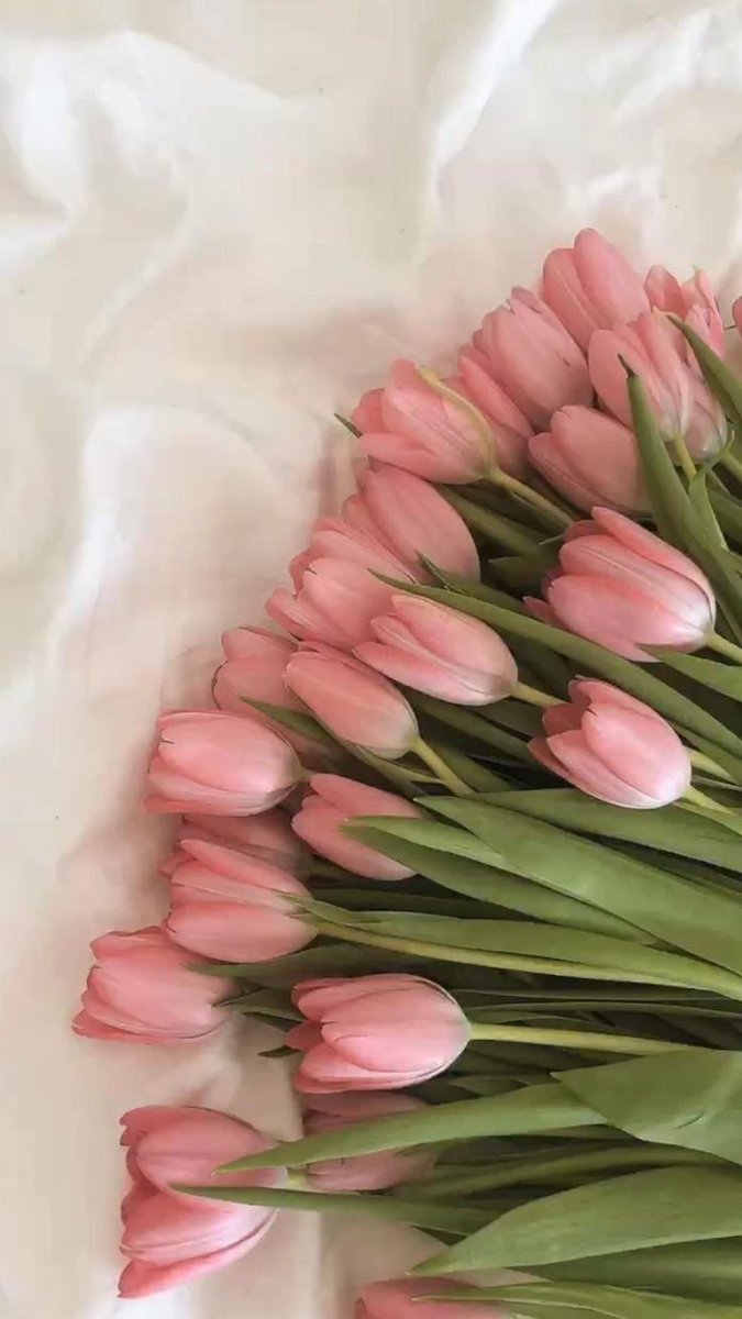 ftcarpe's tweet photo. los tulipanes son las flores más bonitas https://t.co/hItiCCSV10