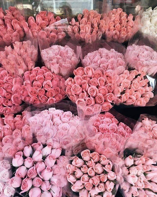 1Qafal's tweet photo. Pink roses 🩷 https://t.co/5VJoBgTQZK