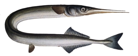 Garfish are a relatively small but hard fighting species which is most common in the warmer waters to the south of the UK. Read more about this species here - britishseafishing.co.uk/garfish/
