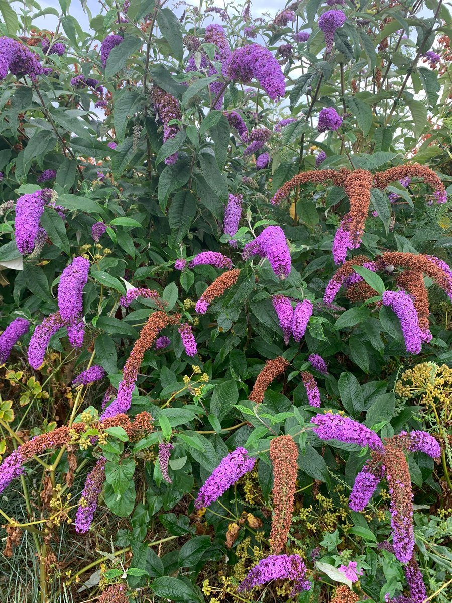 This is a beautiful shrub to grow in the garden that can be offered in moderation for diet variety. It’s a hard to sell to tortoises but  it’s a hardy plant that will grow in winter if in a sheltered spot, which is handy when no many weeds around.