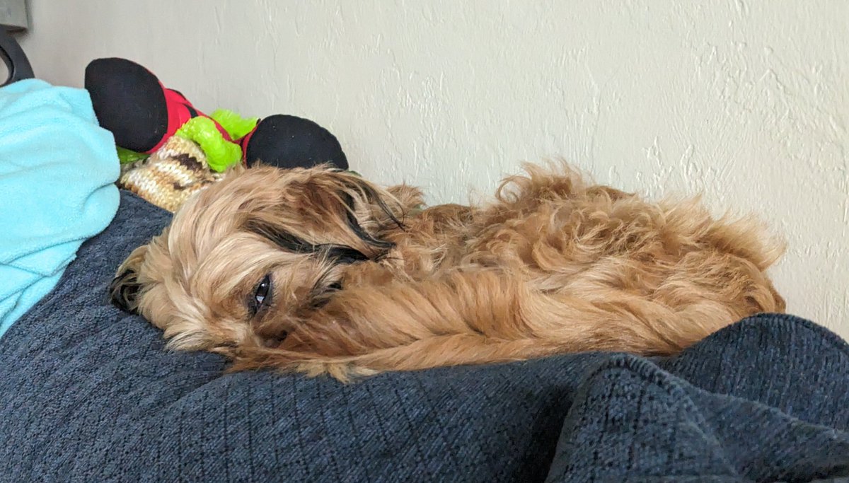 Lord Pillows tweet media