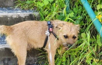 millypod1's tweet photo. ERNIE HOME SAFE. THANKS FOR RT's 😊🐕🐾
🆘18 July 2023 #Lost ERNIE #ScanMe #BTposse
Tan Border Terrier Cross Male #Tagged
The woods #Woodsetton #Dudley #WestMidlands #DY3
https://t.co/9QrzBR1hiW https://t.co/CxPQOtmkmc