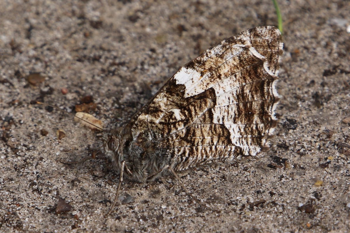 My first Chalkhill Blues and Graylings of the year