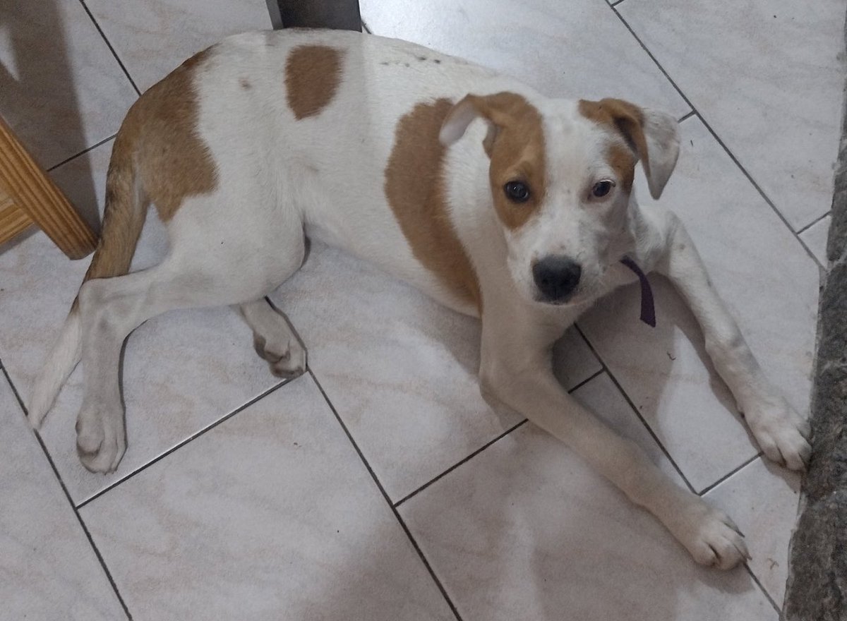 MalenaStein's tweet photo. URGENTE
Estos dos hermosos perros, un macho de 2 años y 1/2 y  una hembra de 2 años, necesitan ser adoptados están castrados y vacunados. Se llevan bien con otros perros, gatos y niños.
Están en Zona Oeste pero tienen traslado.
Interesados contactar a @BlaerWlosko 
Gracias por RT https://t.co/XFHmD0q4dY