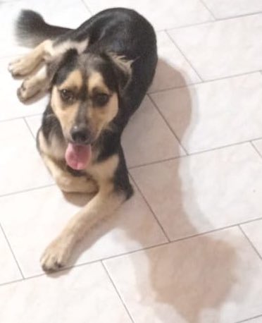 MalenaStein's tweet photo. URGENTE
Estos dos hermosos perros, un macho de 2 años y 1/2 y  una hembra de 2 años, necesitan ser adoptados están castrados y vacunados. Se llevan bien con otros perros, gatos y niños.
Están en Zona Oeste pero tienen traslado.
Interesados contactar a @BlaerWlosko 
Gracias por RT https://t.co/XFHmD0q4dY