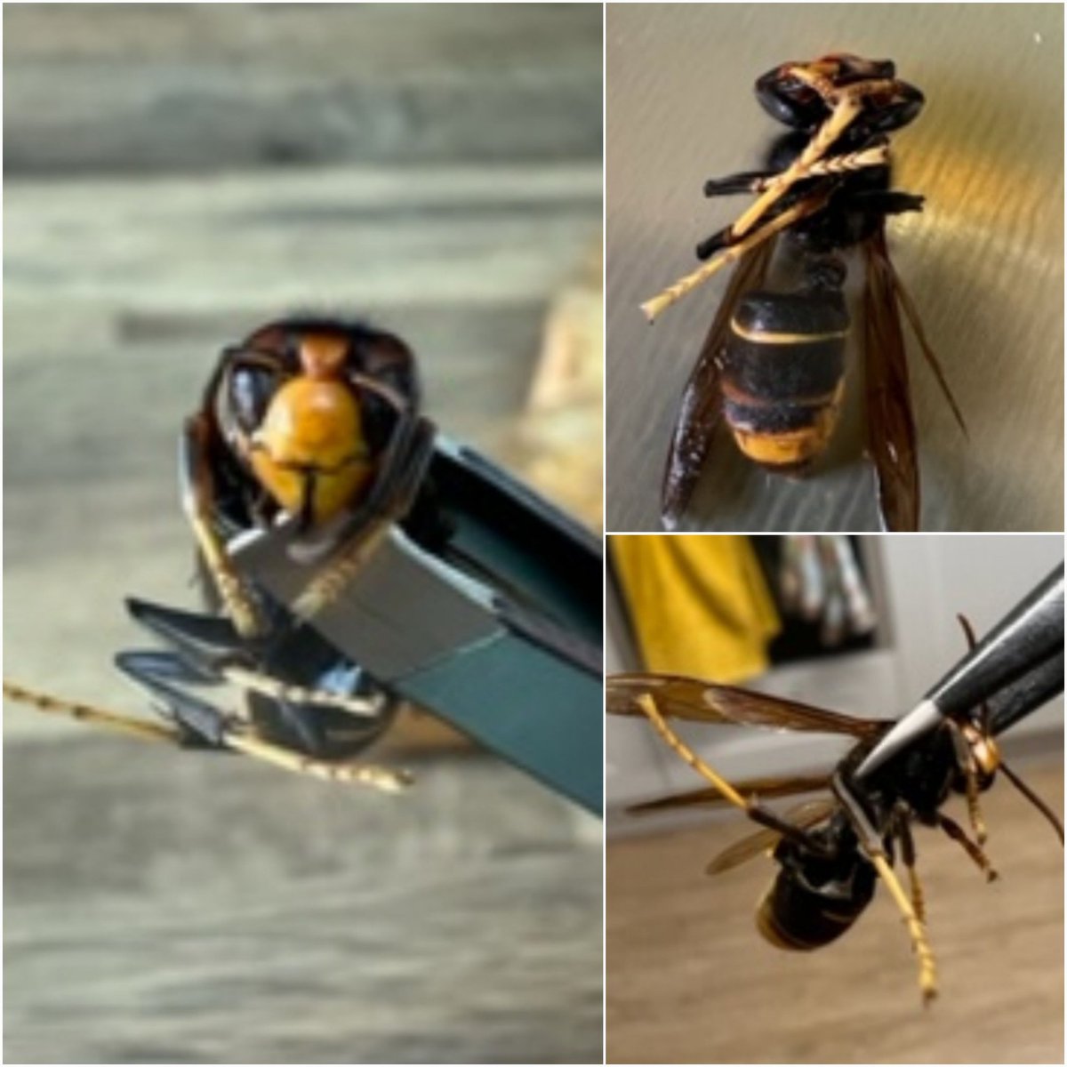 Well, that's it! 
The #AsianHornet has been found in #Plymouth.

If you have bees in Plymouth, please check your hives.

If you have a garden, land, hedgerows, outbuildings, trees, caravans, trailers, or sheltered storage, please check for nests.

(Pictures from a branch member)