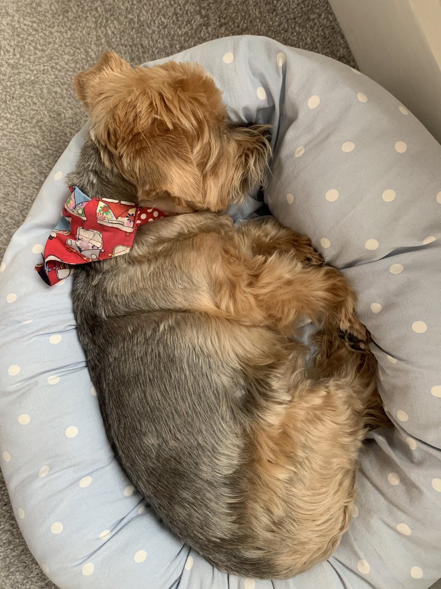 Mrs_Leech's tweet photo. @Phil_Sledge My little Yorkie, Tilly 💕 https://t.co/KgDzzKMqhq