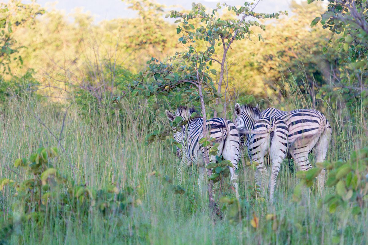 🌍Are you ready to embark on a journey of a lifetime? Join us at our Safari Lodge and let the wonders of nature unfold before your eyes. Book your stay today and create memories that will last a lifetime.
#SafariLodge #NatureAdventure #wildlife  #ExploreAfrica #EscapeTheOrdinary