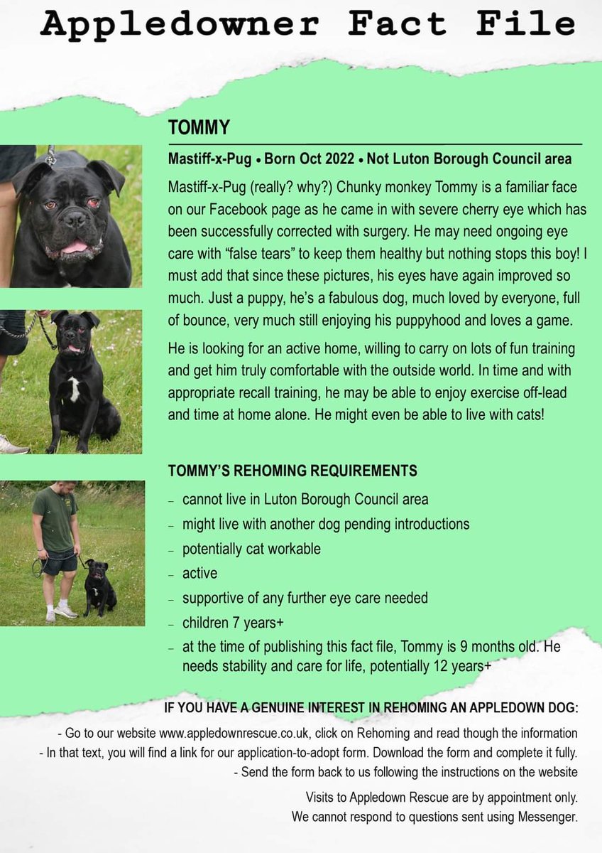 W/ his new fully functioning eyes (much improved again since this photo) gorgeous Tommy is able to have a really good look for a new home.
If you have a genuine interest in adopting an Appledown dog, please complete an application form: appledownrescue.co.uk/rehoming.html

#mastiff #pug