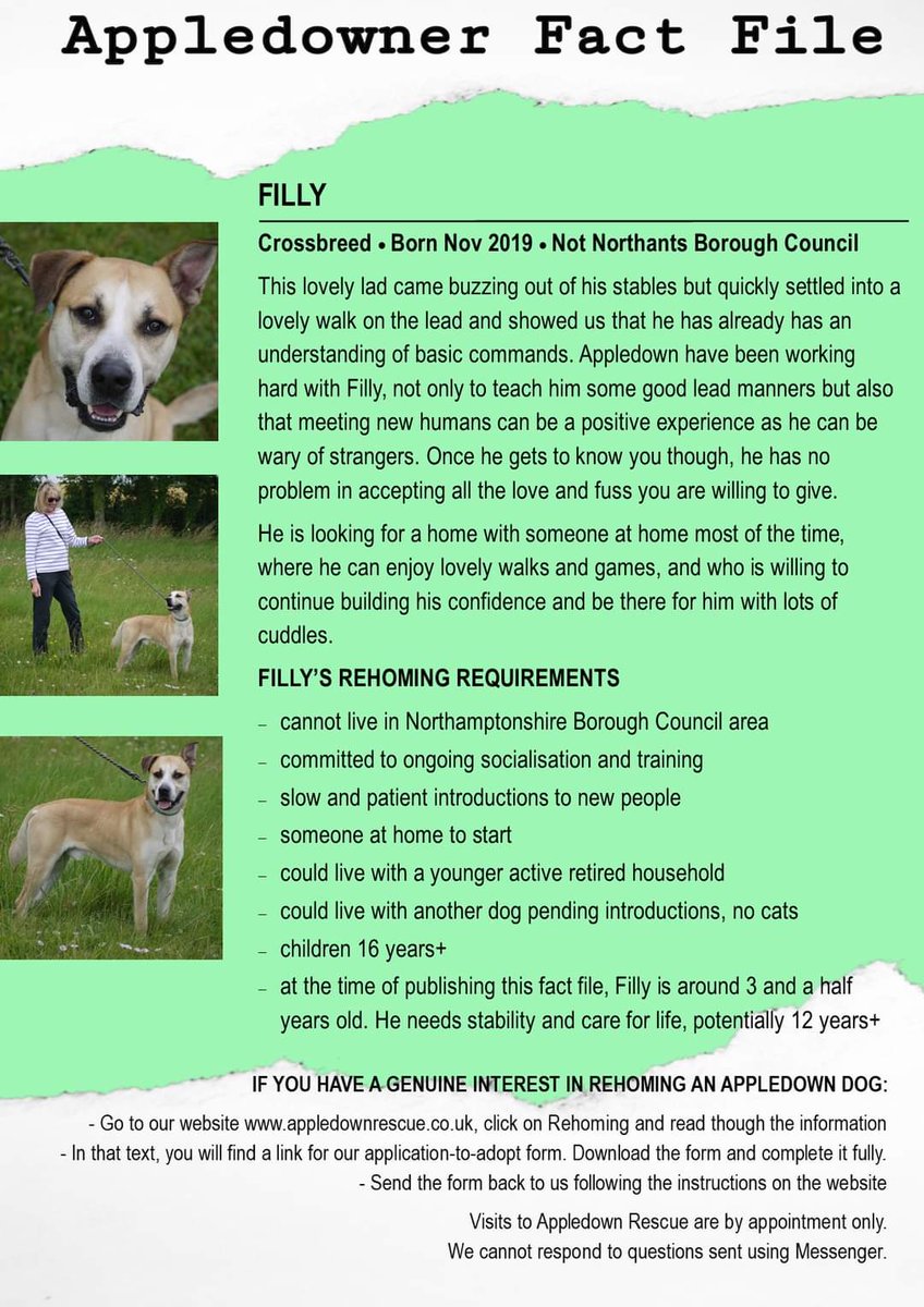 The fabulous Filly - who made me think of Scooby Dooby Doo - is looking for a new home.
If you have a genuine interest in adopting an Appledown dog, you will need to complete an application form. Head to our website for more information: appledownrescue.co.uk/rehoming.html

#rescuedogs #dog