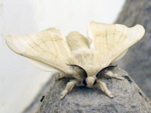 blythetailjob's tweet photo. since you like stalking, have some moths https://t.co/BukoAvcTMh