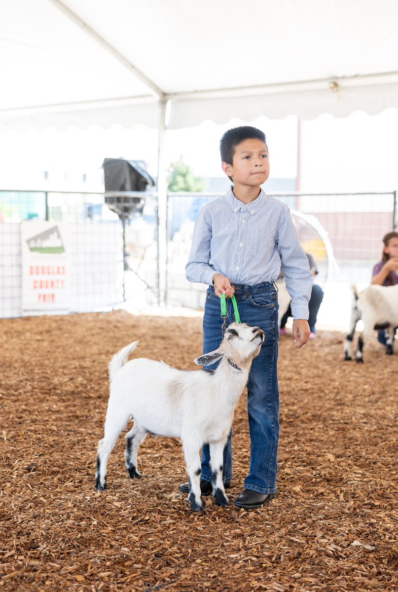 DouglasCoFairNE's tweet photo. We had some great exhibitors at our livestock shows this weekend. Here are a few pictures incased you missed them. @RalstonArena https://t.co/QYiez0B8qg