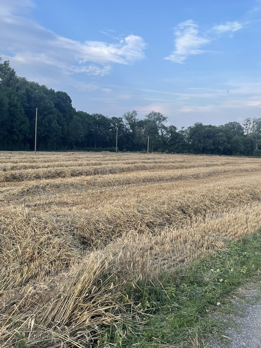 Dommage que je ne puisse pas vous partager l’odeur 🥰