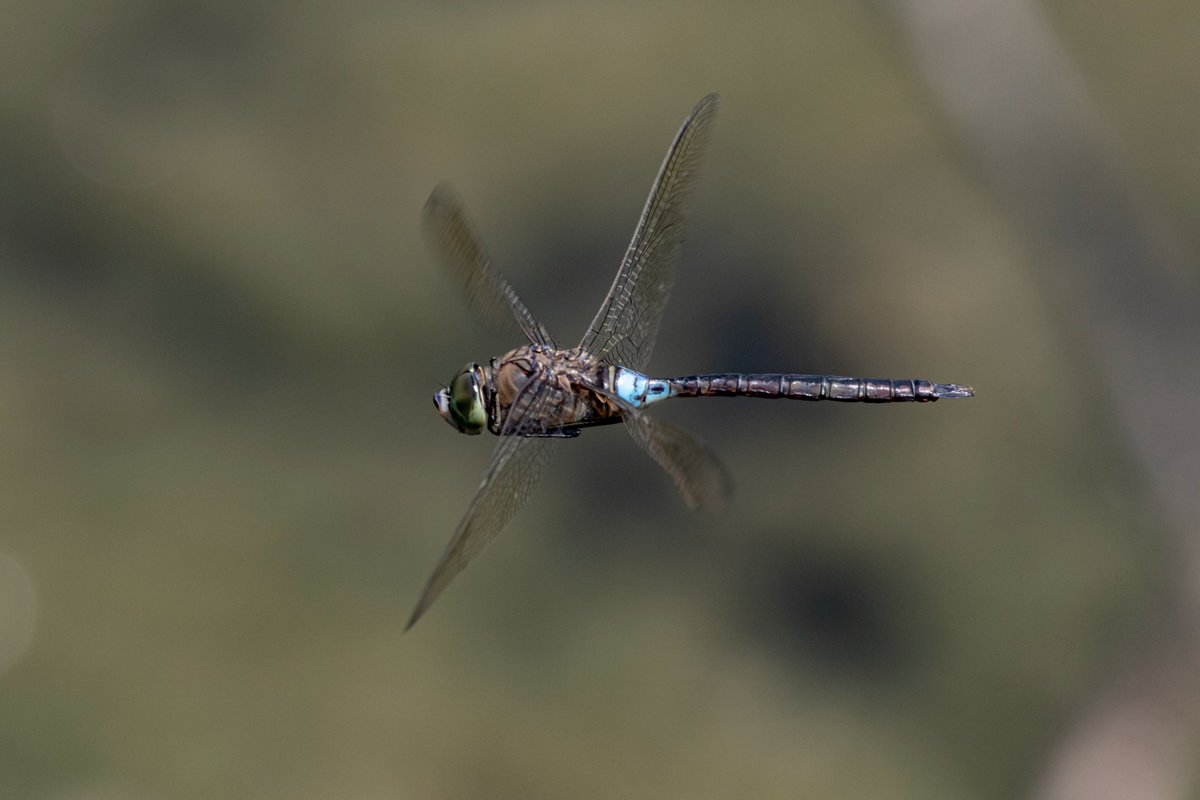 Lesser Emperor (Anax parthenope) at Lower Moor Farm in Wiltshire 230723 <a href="/cwpbirder/">Jonathan Mercer</a> @BenCWP <a href="/CWPBirds/">CWP Birds</a>  <a href="/WiltsWildlife/">Wilts Wildlife Trust</a> <a href="/WildlifeMag/">BBC Wildlife</a> <a href="/WildlifeTrusts/">The Wildlife Trusts</a> <a href="/BDSdragonflies/">British Dragonfly Society</a>