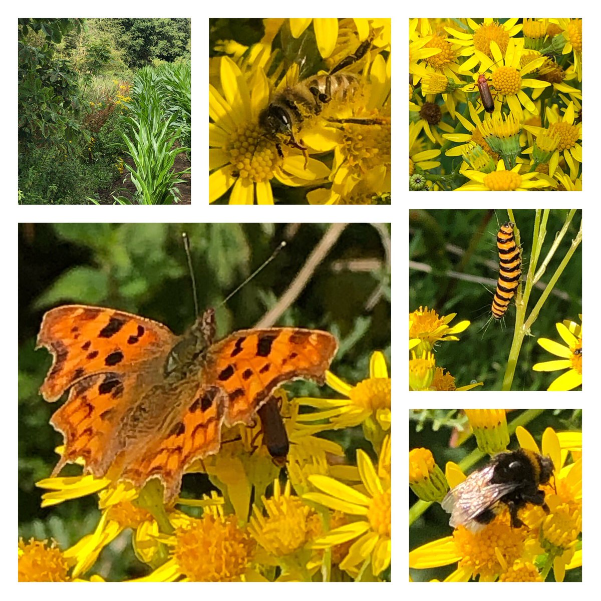 jolivsey's tweet photo. #WildflowerHour #DaisyChallenge
Ragwort growing at the edge of a field of maize. Great to see so many insects too. https://t.co/l18nzYIwtu