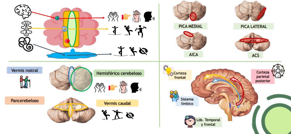 ☀️Y para terminar la semana…☀️Breve repaso de la 🧠💡𝗦𝗲𝗺𝗶𝗼𝗹𝗼𝗴𝗶́𝗮 𝘆 𝗲𝘅𝗽𝗹𝗼𝗿𝗮𝗰𝗶𝗼́𝗻 𝗱𝗲𝗹 𝗰𝗲𝗿𝗲𝗯𝗲𝗹𝗼 💡🧠 así como sus síndromes y el 𝒔𝒊́𝒏𝒅𝒓𝒐𝒎𝒆 𝒄𝒐𝒈𝒏𝒊𝒕𝒊𝒗𝒐-𝒂𝒇𝒆𝒄𝒕𝒊𝒗𝒐 𝒄𝒆𝒓𝒆𝒃𝒆𝒍𝒐𝒔𝒐🤔

🌷¡Feliz domingo!🌷 

⬇️🧵Dentro hilo🧵⬇️