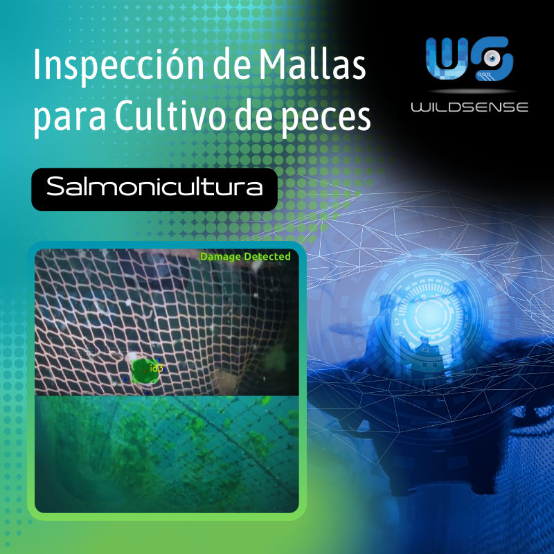 WildsenseL's tweet photo. Estimación de Biomasa e Inspección de Mallas de Cultivos respecto a la Salmonicultura Oceánica:

Ø Estimación de Biomasa de Salmones
Ø Inspección de Mallas para Cultivo asociado a la Salmonicultura

Contáctanos para resolver tus dudas o consultas!

#salmonicultura #salmoneras https://t.co/oJiOrFGQHs