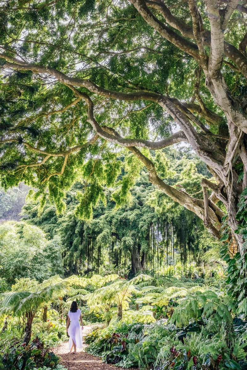 Forest bathing is one of the most treasured and grounding experiences that connects people to the lush landscape of the island. In this 1:1 offering, guests are guided through silent walking, focused attention and mindful breathing within the warm embrace of the Kōʻele gardens.