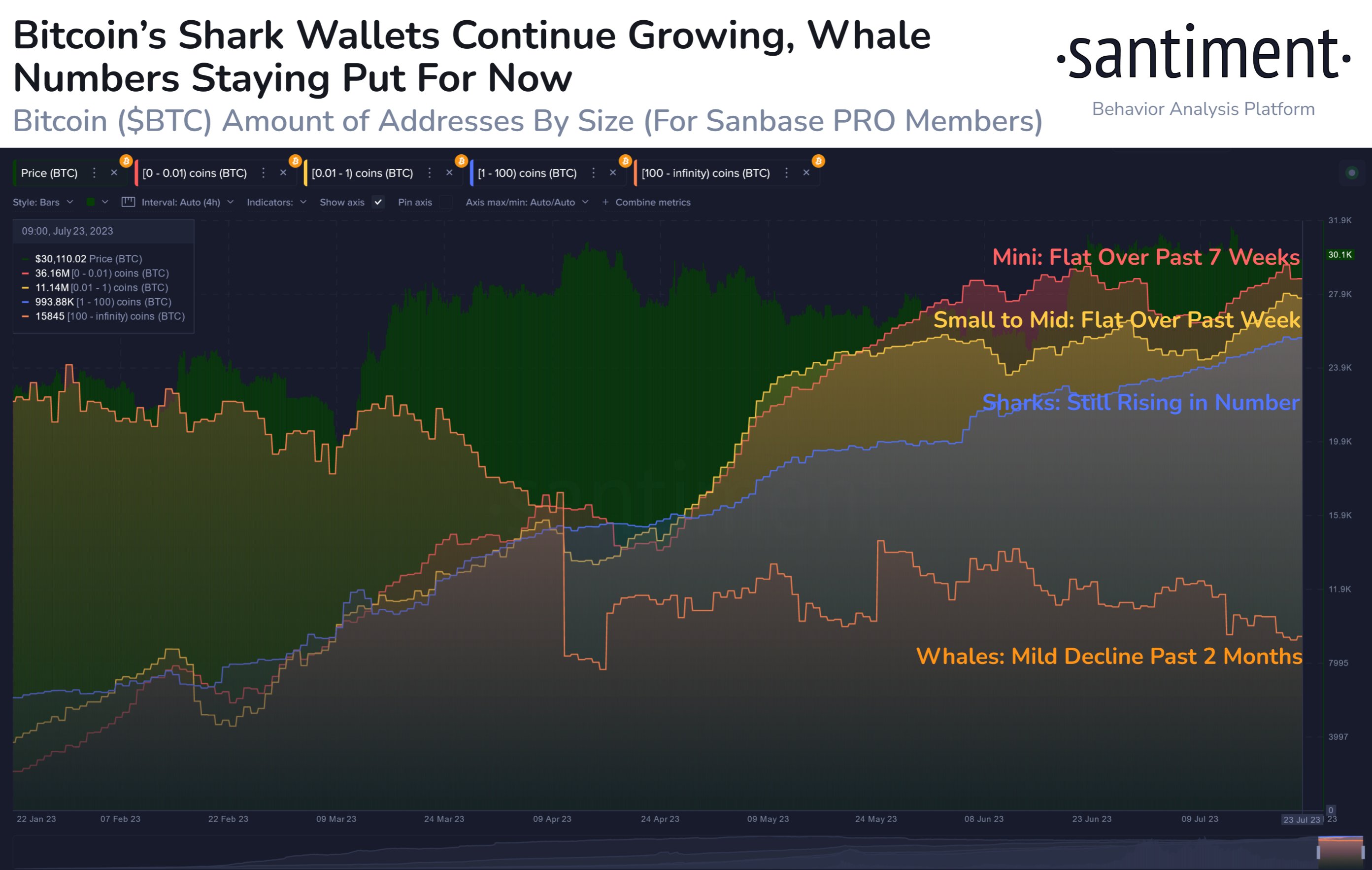 Bitcoin Sharks & Whales