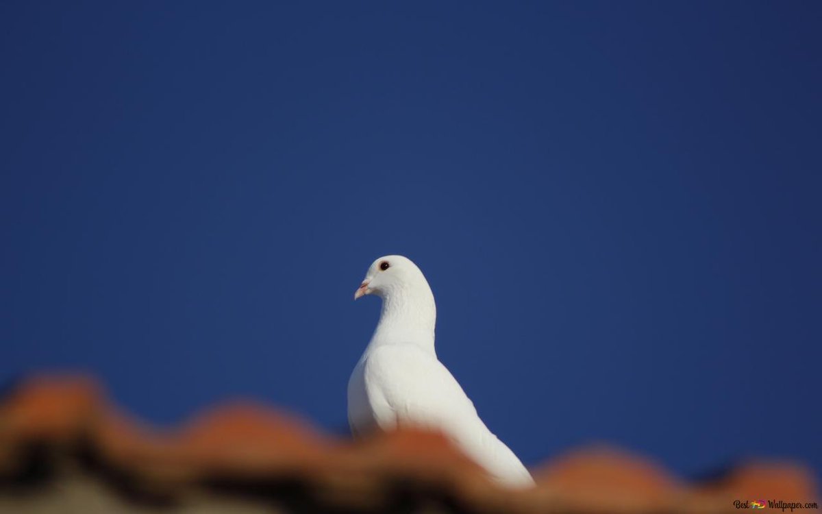 ♡🕊️

Kuşların kanatları kırılınca,
gökyüzünün bir anlamı kalmıyor !

…dedi adam 🕊️