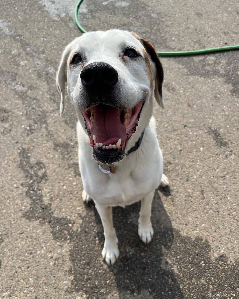 Sunday funday with all our puppy pals! 🐶😄 Our tails are wagging and our hearts are full of joy. #airdrie #airdriealberta #airdriepuppypals #DoggyDaycareAdventures #SundaySmiles #HappyPups #DoggyFunday #AllSmiles #DoggyDaycareFun #PawsomeSunday instagr.am/p/CvDNUFKPEN2/