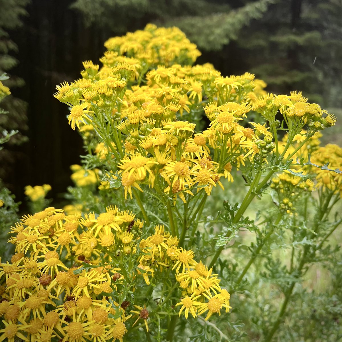 ...a peaceful rain in Whinlatter Forest #LakeDistrict #Rain #Flowers