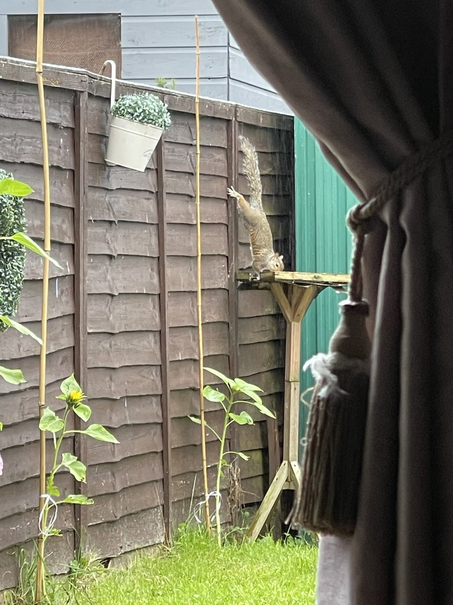 Jessica311281's tweet photo. The weather may be miserable but the activity in my back garden this evening defiantly isn’t!  🐿️🦅🪶 #nature #wildlife https://t.co/rvta851gq5