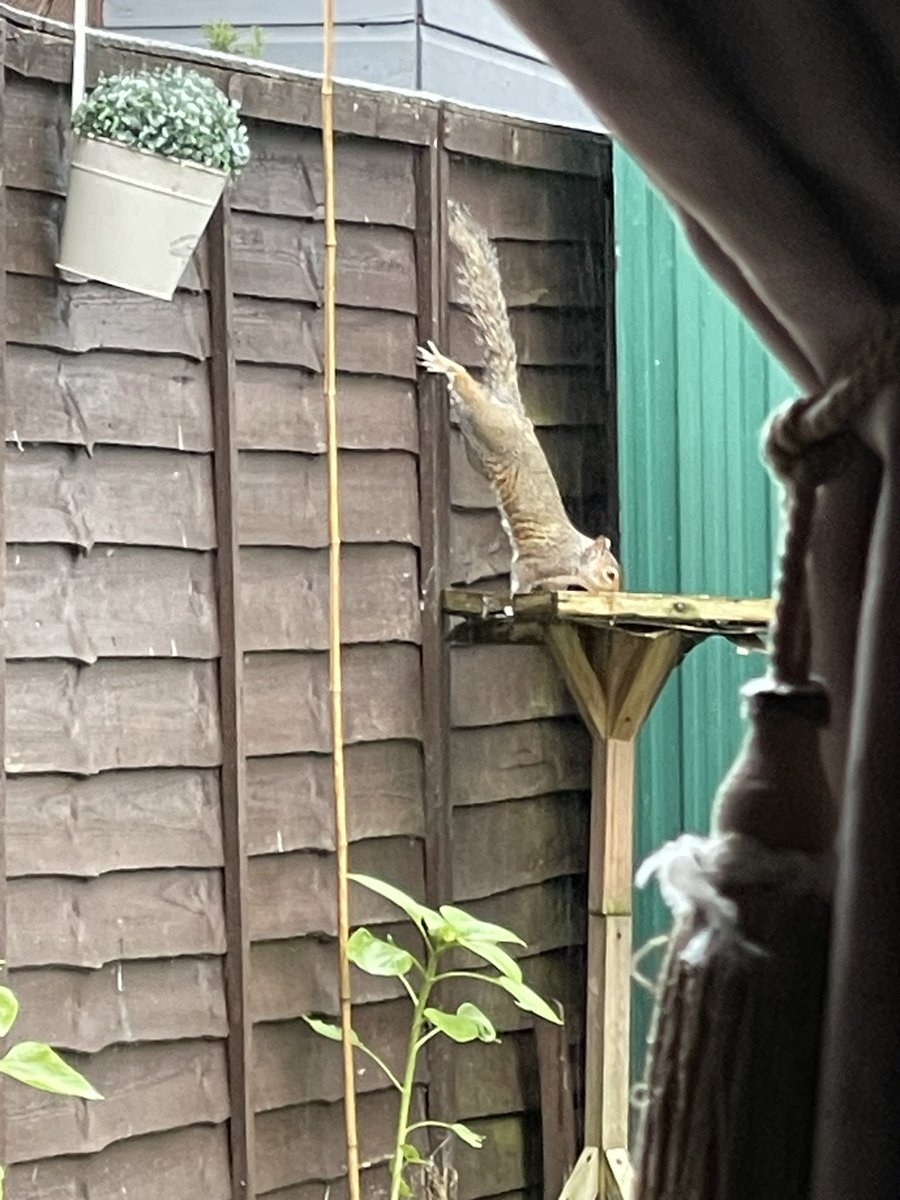 Jessica311281's tweet photo. The weather may be miserable but the activity in my back garden this evening defiantly isn’t!  🐿️🦅🪶 #nature #wildlife https://t.co/rvta851gq5
