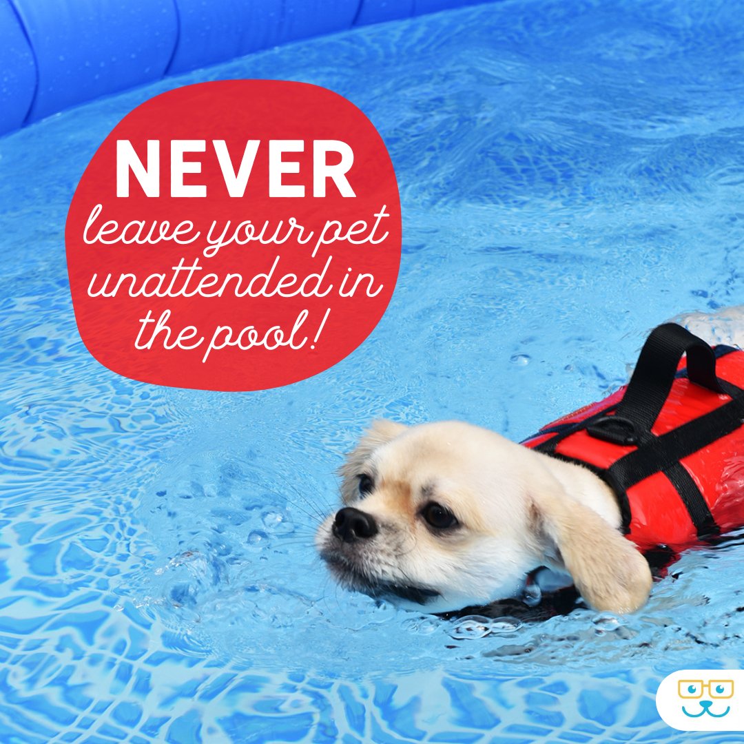 Summer swimming should be refreshing—and safe! 

#summersafety #summerdogs #poolsafety #willowbrookvet