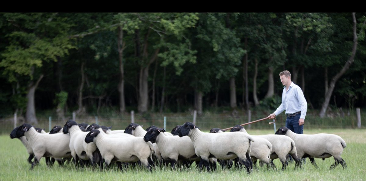 Suffolk shearling rams filling out nicely. 

These boys will be on offer at our on farm sale on Saturday 26th August.

holefarm.com