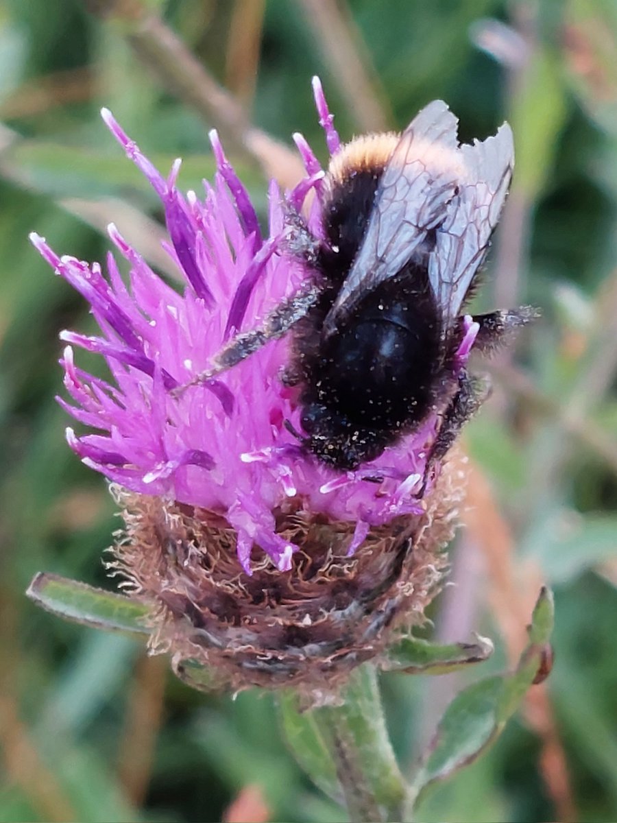 HafanOleu's tweet photo. Bees just love #greaterknapweed and #commonknapweed #daisyfamily #Wildflowerhour #NorthWalescoast https://t.co/35LFoF7saV