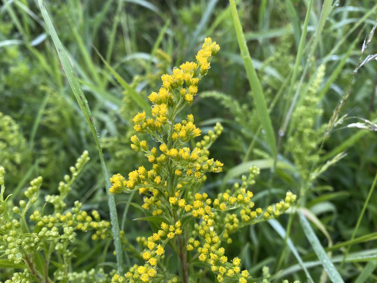 The first flowering Goldenrod, in time for #DaisyFamily challenge for this week’s #WildflowerHour from an Eden Valley verge, North Lakes