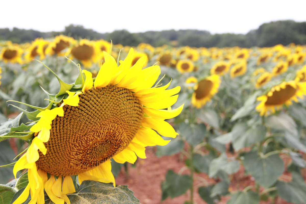 France23 #picdujour #picoftheday, jour 2: ‘We zijn verdrietig want er is zo weinig zon’ @ Les Forges