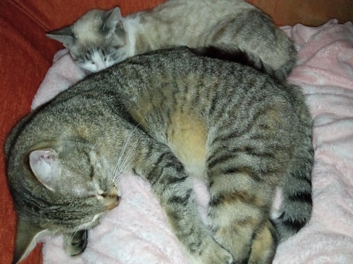 Defende56654273's tweet photo. I have no idea what to draw, any recommendations would be welcome<3
And a picture of my cats. Aren't they so cute?? >_< https://t.co/UHd6TvIICv