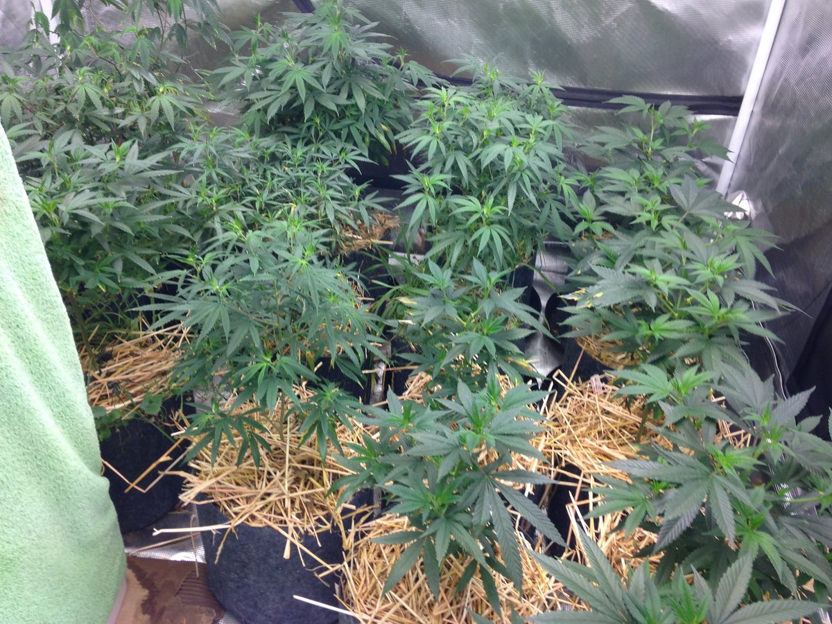 HempForChange tweet media