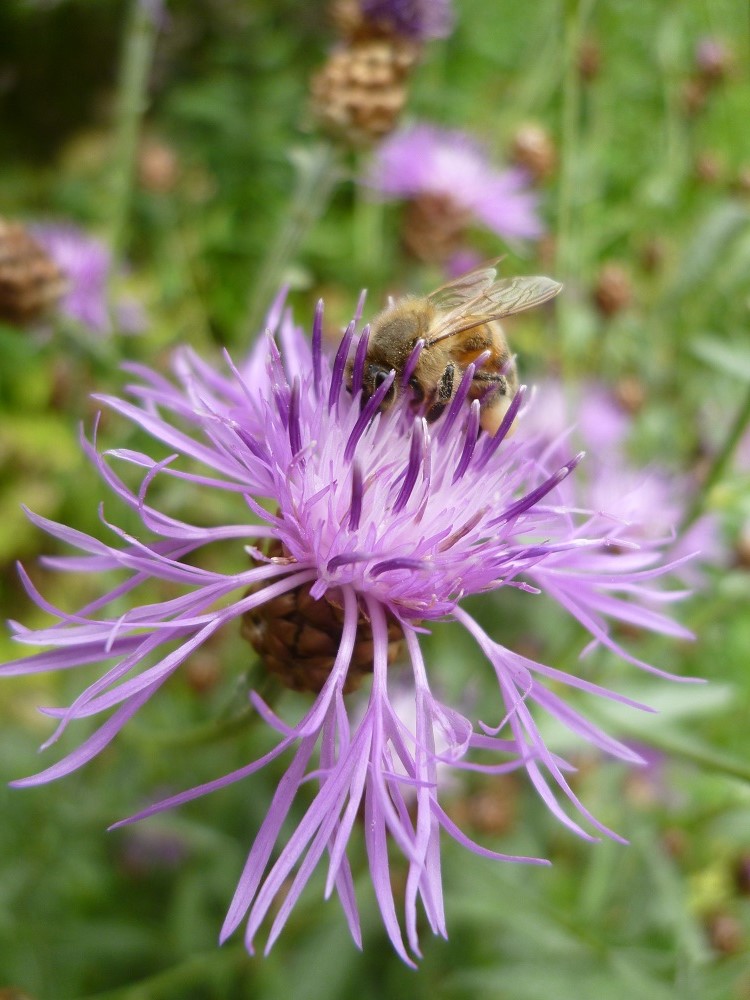 CommGdnsLondon's tweet photo. Greater knapweed -beautiful flowers and seedheads
Centaurea scabiosa
#daisyfamily #wildflowerhour https://t.co/OaF7T4J7r6