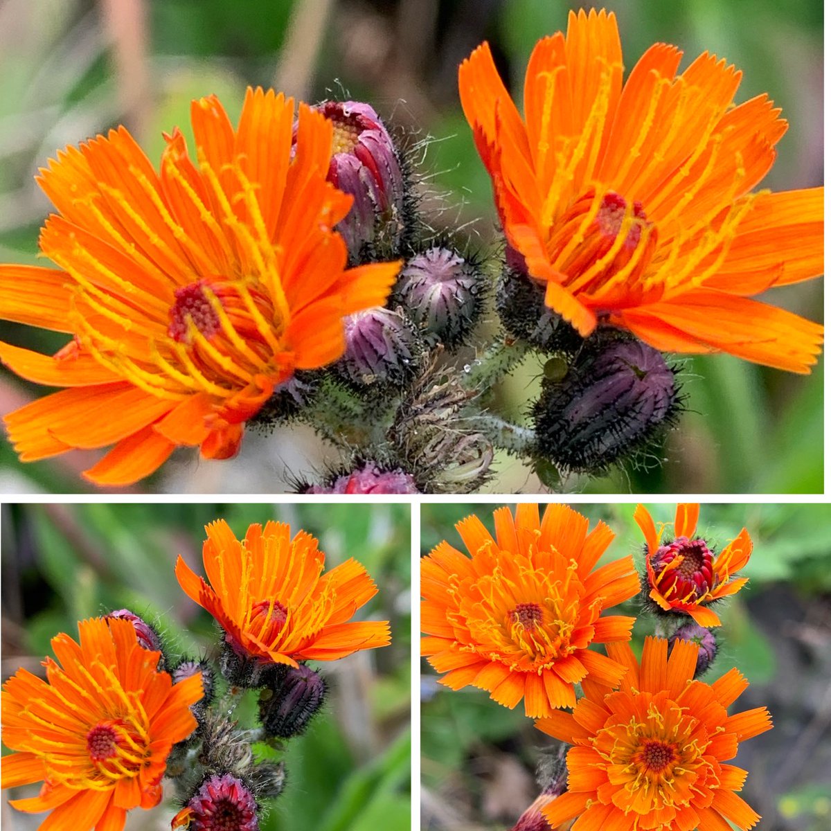 Some standout Fox-and-Cubs (Pilosella aurantiaca) #Cumbria #daisyfamily #wildflowerhour ⁦@BSBIbotany⁩