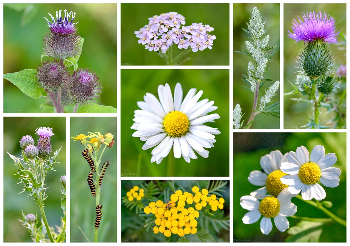 Wildflowers from the Asteraceae family (#DaisyFamily) found on my walk this evening for this week’s #WildflowerHour: burdock, yarrow, common daisy, mugwort, spear thistle, creeping thistle, ragwort (and cinnabar moth caterpillars), tansy and feverfew. #DailyBotanicalBeauty