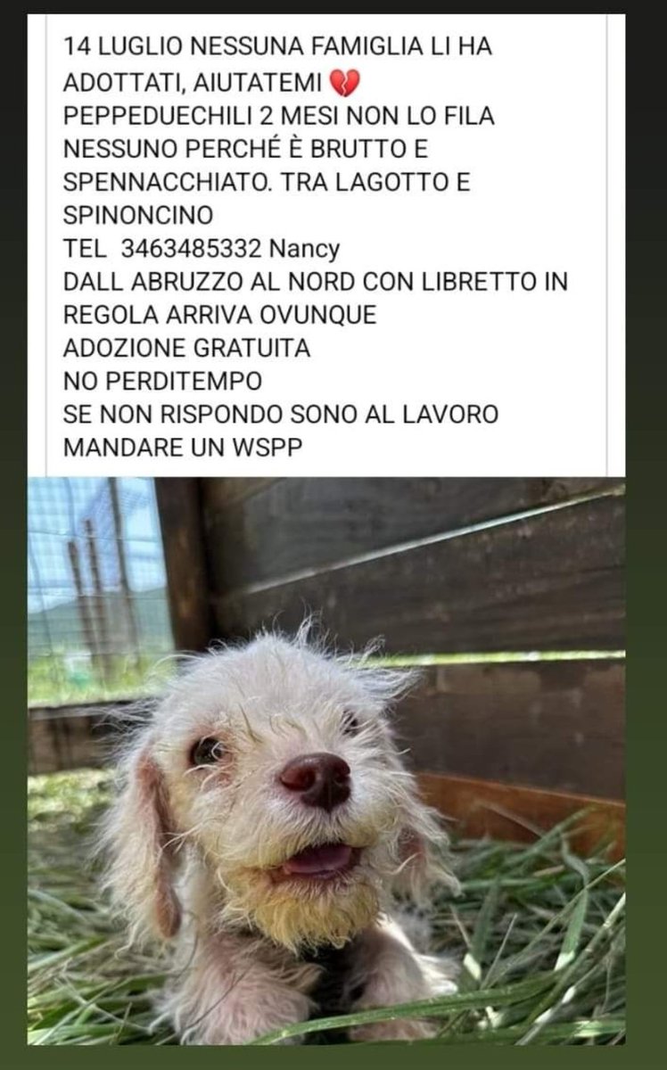 MonicaOrsini8's tweet photo. #Urgente #SosCani #spinone #AdoptDontShop #adottanoncomprare #adottauncanedalcanile #canicercacasa #adozionecani #adozionidelcuore #adottami https://t.co/yWRZvjvpjT
