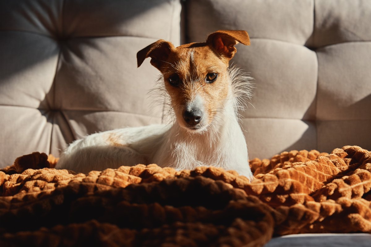 It´s couch time :-)

#holidayswithdog #familydog #ilovedogs #dogsitting #dogscorner #happydog