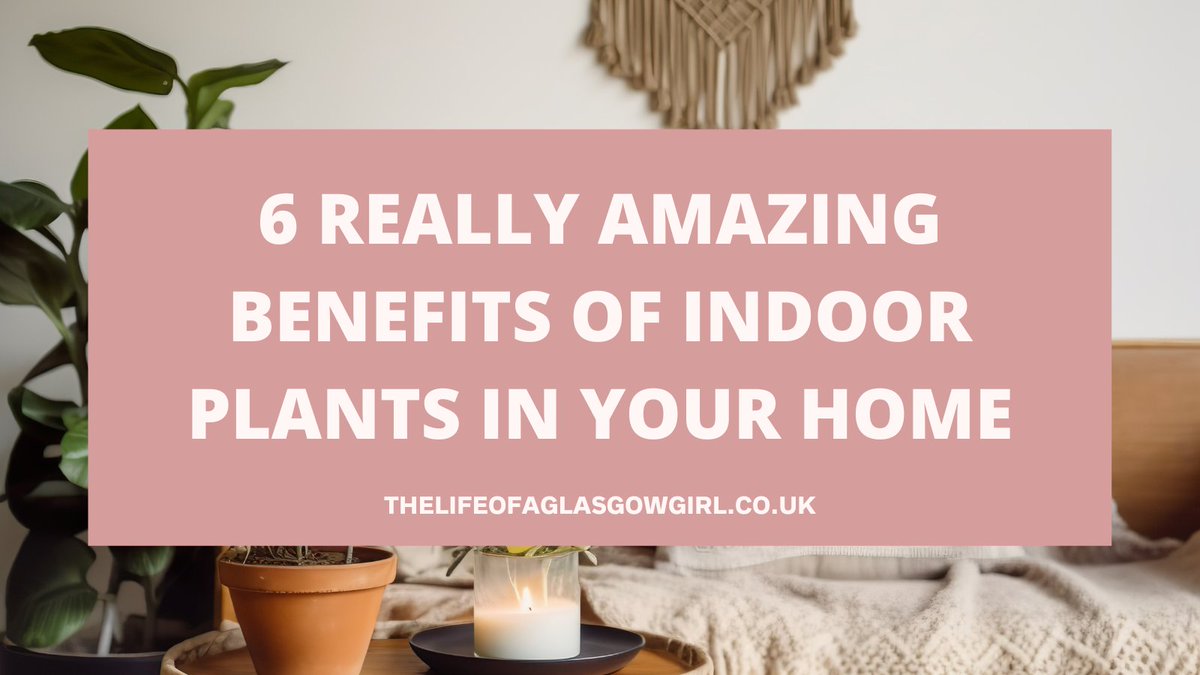 💫 NEW POST 💫 6 Really Amazing Benefits of Indoor Plants in Your Home 🌱 thelifeofaglasgowgirl.co.uk/2023/07/6-real… #bloggerstribe #blogdreamRT #theclqrt #scottishbloggers @bloggernation @_TeamBlogger #TeamBlogger @RTBlogRoyalty