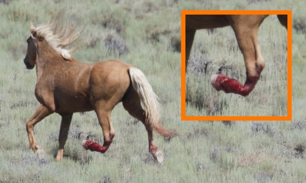 thehorsegirl15's tweet image. This is what a wild horse roundup looks like! This horse is running for its life &amp;amp; its freedom on a broken leg. 🤬🤬💔
#EndTheRoundups