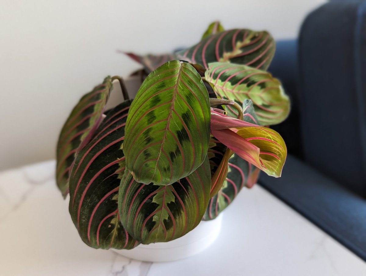 I've been going through a pretty rough time in my life. I decided to get some plants to take care of, and it's been really cathartic. Today is a new leaf day. I love new leaf day.