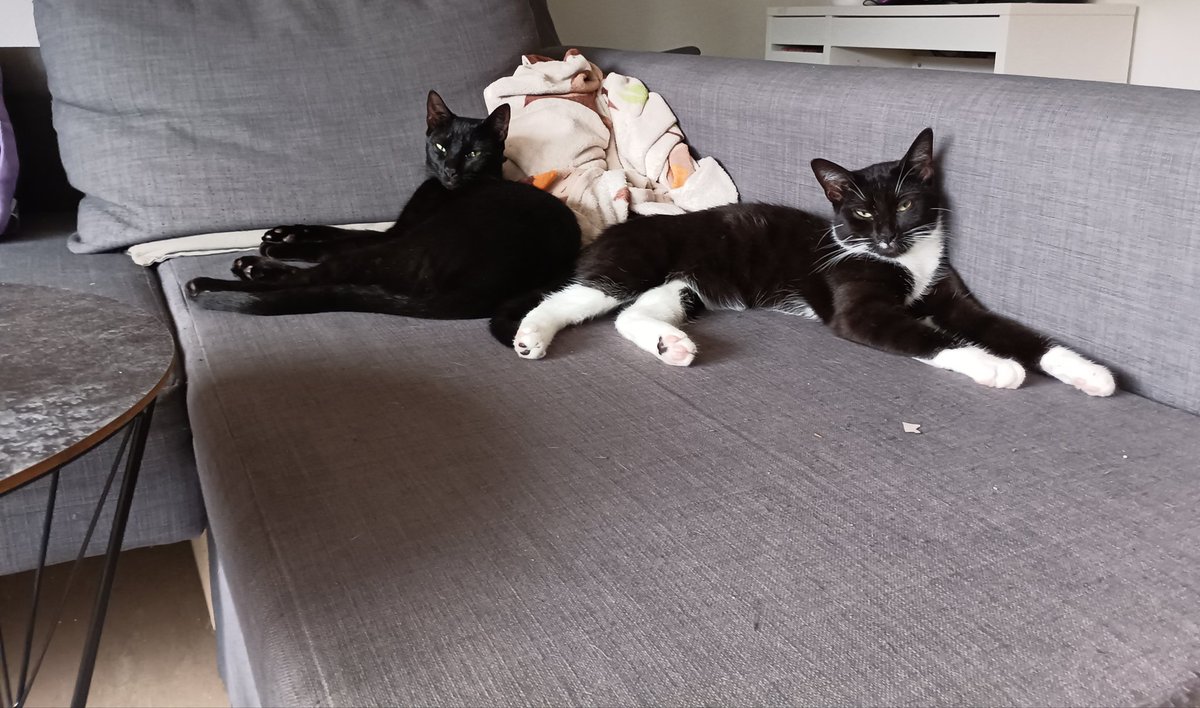 Frau Knopf (@FrauKnopf) / Posts / X, image size:1200x708