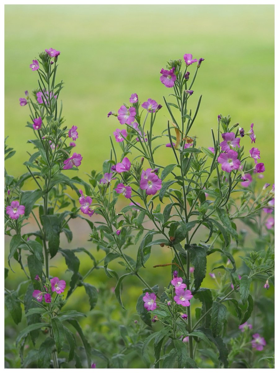 Great willowherb in #Cambridge. #WildflowerHour