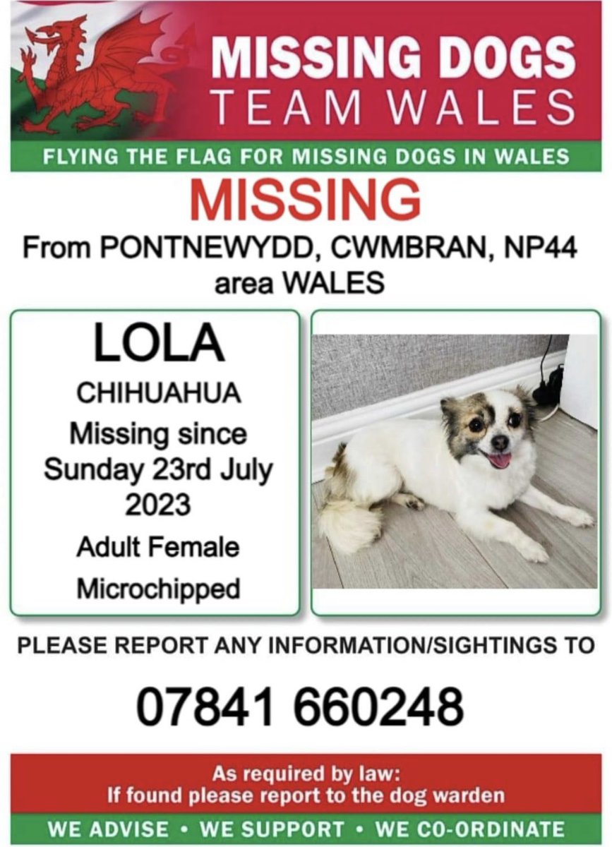missingdogwales's tweet photo. ‼️LOLA IS MISSING IN #PONTNEWYDD AREA #CWMBRAN #NP44 #WALES
Since Sunday 23rd July
‼️LOLA IS AN ADULT FEMALE #CHIHUAHUA AND
💥MICROCHIPPED💥 SO PLEASE LOOK OUT FOR HER . https://t.co/JjoUV3L3rW